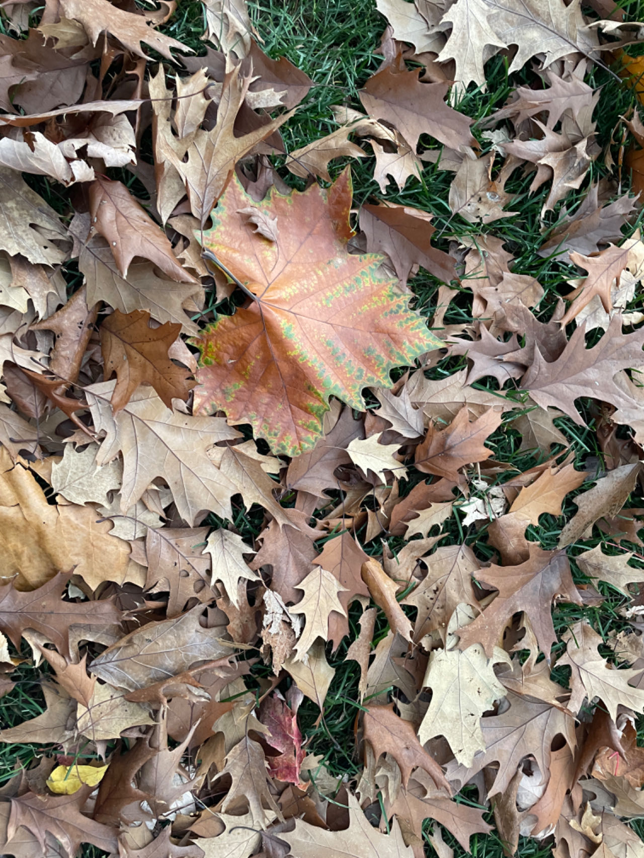 leaf